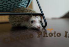 ハリネズミ　Hedgehog　｜ハリネズミとの日常フォトブログ。ちょもフォト島。