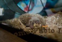 ハリネズミ　Hedgehog　｜ハリネズミとの日常フォトブログ。ちょもフォト島。