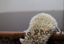 ハリネズミ　Hedgehog　｜ハリネズミとの日常フォトブログ。ちょもフォト島。