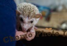 ハリネズミ　Hedgehog　｜ハリネズミとの日常フォトブログ。ちょもフォト島。