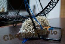 ハリネズミ　Hedgehog　｜ハリネズミとの日常フォトブログ。ちょもフォト島。