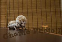ハリネズミ　Hedgehog　｜ハリネズミとの日常フォトブログ。ちょもフォト島。