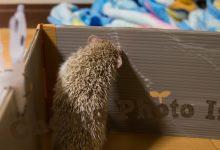 ハリネズミ　Hedgehog　｜ハリネズミとの日常フォトブログ。ちょもフォト島。