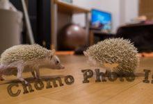 ハリネズミ　Hedgehog　｜ハリネズミとの日常フォトブログ。ちょもフォト島。