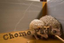 ハリネズミ　Hedgehog　｜ハリネズミとの日常フォトブログ。ちょもフォト島。