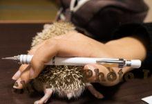 ハリネズミ　Hedgehog　｜ハリネズミとの日常フォトブログ。ちょもフォト島。