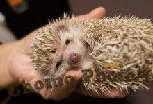 ハリネズミ　Hedgehog　｜ハリネズミとの日常フォトブログ。ちょもフォト島。
