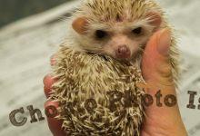 ハリネズミ　Hedgehog　｜ハリネズミとの日常フォトブログ。ちょもフォト島。