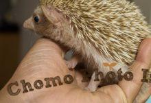 ハリネズミ　Hedgehog　｜ハリネズミとの日常フォトブログ。ちょもフォト島。