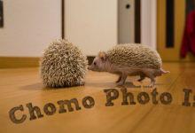 ハリネズミ　Hedgehog　｜ハリネズミとの日常フォトブログ。ちょもフォト島。