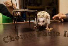 ハリネズミ　Hedgehog　｜ハリネズミとの日常フォトブログ。ちょもフォト島。