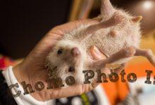 ハリネズミ　Hedgehog　｜ハリネズミとの日常フォトブログ。ちょもフォト島。