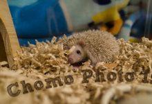 ハリネズミ　Hedgehog　｜ハリネズミとの日常フォトブログ。ちょもフォト島。