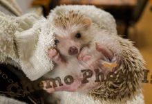 ハリネズミ　Hedgehog　｜ハリネズミとの日常フォトブログ。ちょもフォト島。