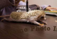 ハリネズミ　Hedgehog　｜ハリネズミとの日常フォトブログ。ちょもフォト島。