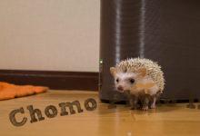 ハリネズミ　Hedgehog　｜ハリネズミとの日常フォトブログ。ちょもフォト島。