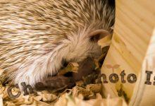 ハリネズミ　Hedgehog　｜ハリネズミとの日常フォトブログ。ちょもフォト島。