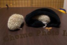 ハリネズミ　Hedgehog　｜ハリネズミとの日常フォトブログ。ちょもフォト島。