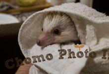 ハリネズミ　Hedgehog　｜ハリネズミとの日常フォトブログ。ちょもフォト島。