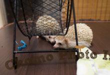 ハリネズミ　Hedgehog　｜ハリネズミとの日常フォトブログ。ちょもフォト島。