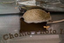 ハリネズミ　Hedgehog　｜ハリネズミとの日常フォトブログ。ちょもフォト島。