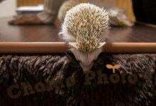 ハリネズミ　Hedgehog　｜ハリネズミとの日常フォトブログ。ちょもフォト島。