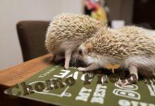ハリネズミ　Hedgehog　｜ハリネズミとの日常フォトブログ。ちょもフォト島。