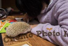 ハリネズミ　Hedgehog　｜ハリネズミとの日常フォトブログ。ちょもフォト島。