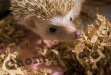 ハリネズミ　Hedgehog　｜ハリネズミとの日常フォトブログ。ちょもフォト島。