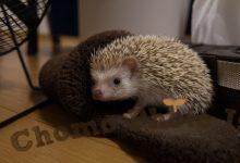 ハリネズミ　Hedgehog　｜ハリネズミとの日常フォトブログ。ちょもフォト島。