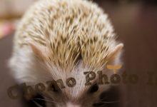 ハリネズミ　Hedgehog　｜ハリネズミとの日常フォトブログ。ちょもフォト島。