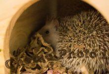 ハリネズミ　Hedgehog　｜ハリネズミとの日常フォトブログ。ちょもフォト島。