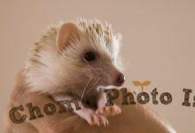 ハリネズミ　Hedgehog　｜ハリネズミとの日常フォトブログ。ちょもフォト島。