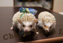 ハリネズミ　Hedgehog　｜ハリネズミとの日常フォトブログ。ちょもフォト島。