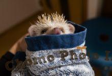 ハリネズミ　Hedgehog　｜ハリネズミとの日常フォトブログ。ちょもフォト島。