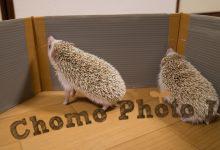 ハリネズミ　Hedgehog　｜ハリネズミとの日常フォトブログ。ちょもフォト島。
