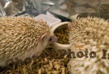 ハリネズミ　Hedgehog　｜ハリネズミとの日常フォトブログ。ちょもフォト島。