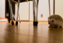 ハリネズミ　Hedgehog　｜ハリネズミとの日常フォトブログ。ちょもフォト島。