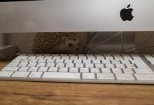 ハリネズミ　Hedgehog　｜ハリネズミとの日常フォトブログ。ちょもフォト島。