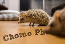 ハリネズミ　Hedgehog　｜ハリネズミとの日常フォトブログ。ちょもフォト島。
