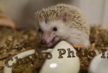 ハリネズミ　Hedgehog　｜ハリネズミとの日常フォトブログ。ちょもフォト島。