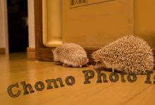 ハリネズミ　Hedgehog　｜ハリネズミとの日常フォトブログ。ちょもフォト島。