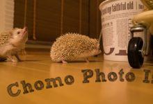 ハリネズミ　Hedgehog　｜ハリネズミとの日常フォトブログ。ちょもフォト島。