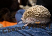 ハリネズミ　Hedgehog　｜ハリネズミとの日常フォトブログ。ちょもフォト島。