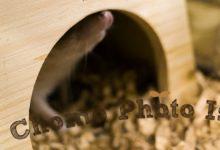 ハリネズミ　Hedgehog　｜ハリネズミとの日常フォトブログ。ちょもフォト島。