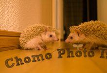 ハリネズミ　Hedgehog　｜ハリネズミとの日常フォトブログ。ちょもフォト島。