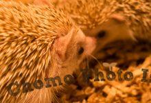 ハリネズミ　Hedgehog　｜ハリネズミとの日常フォトブログ。ちょもフォト島。