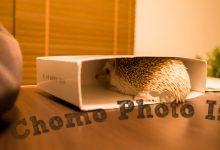 ハリネズミ　Hedgehog　｜ハリネズミとの日常フォトブログ。ちょもフォト島。