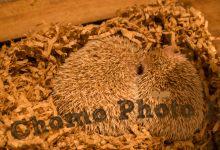 ハリネズミ　Hedgehog　｜ハリネズミとの日常フォトブログ。ちょもフォト島。