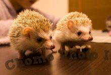 ハリネズミ　Hedgehog　｜ハリネズミとの日常フォトブログ。ちょもフォト島。